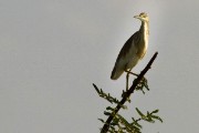 Squacco heron : 2014 Uganda
